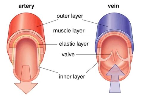 Exam Qs APPLIED ANATOMY PHYSIOLOGY Flashcards Quizlet