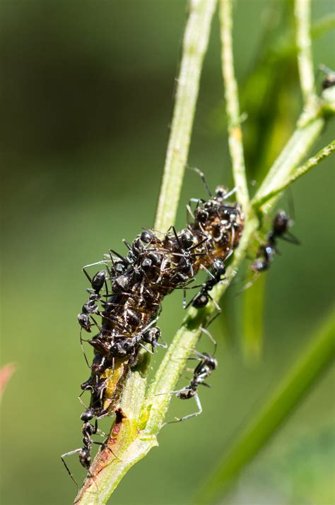 In the Wild: Imperial Blue butterfly caterpillar