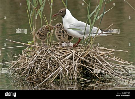 Black Headed Gull Larus Ridibundus With Chicks In The Nest Stock