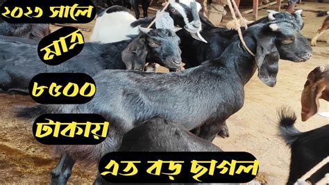 ২০২৩ গাবতলী হাটে এত কম দামে ছাগল Cow Land Youtube