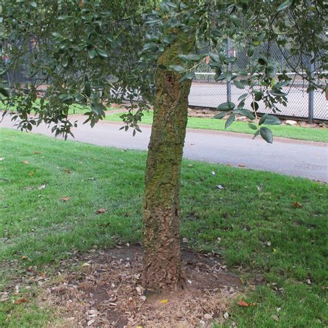 Quercus Suber In Roath Park Pleasure Garden