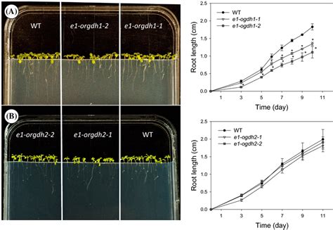 Root Growth Of Arabidopsis E1 Ogdh Mutant Lines Root Growth Of