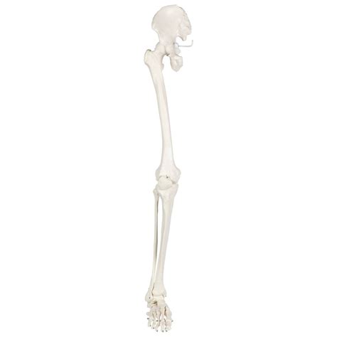 Evotech Scientific Life-Size 36" Human Leg Skeleton with Hip Joint and