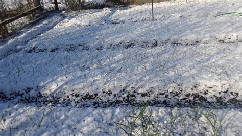 КАК ОПРЕДЕЛИТЬ ДАТУ ПОСАДКИ ЛУКА ПОД ЗИМУ? Ольга Чернова. - YouTube