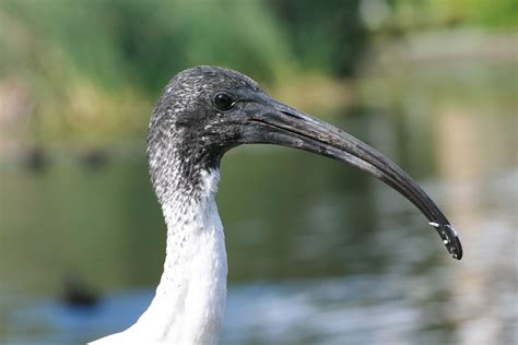 Juvenile Australian White Ibis