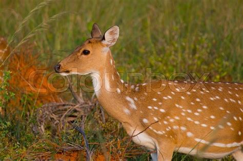 Chital deer also called Spotted Deer in ... | Stock image | Colourbox