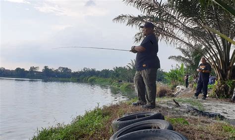 Korang Tanya Umpan Jawab S S Boleh Ke Ikan Sepat Siam Dipancing Umpan