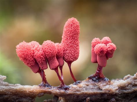 Macro Photos By Barry Webb Highlight The Spectacular Diversity Of Slime