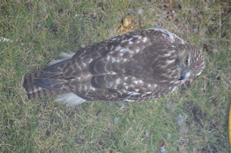 Feeding Accipiter sp Hawk - FeederWatch