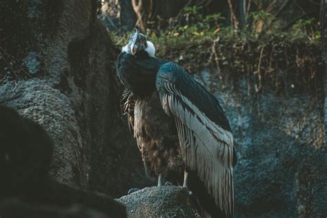 Photo De Vautour Perché Au Sommet Du Rocher · Photo Gratuite