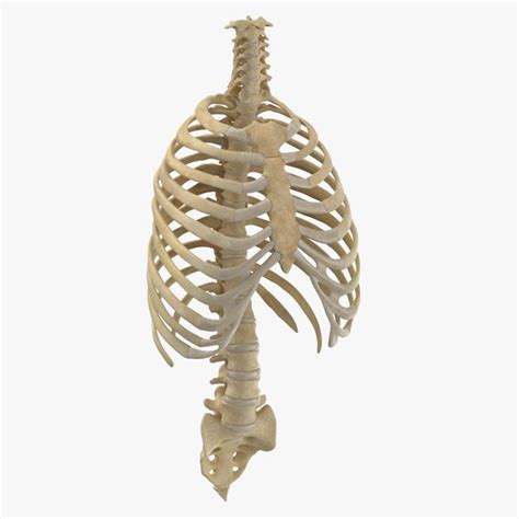 Rib Cage 3d Models For Download Turbosquid