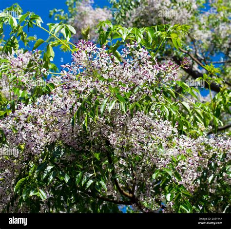 Pretty Flowers Of White Cedar Scientific Name Melia Azedarach Known As