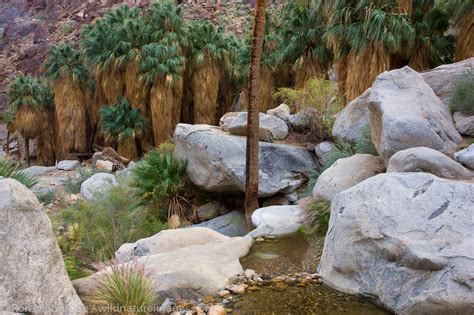 Borrego Palm Canyon Anza Borrego Desert State Park California