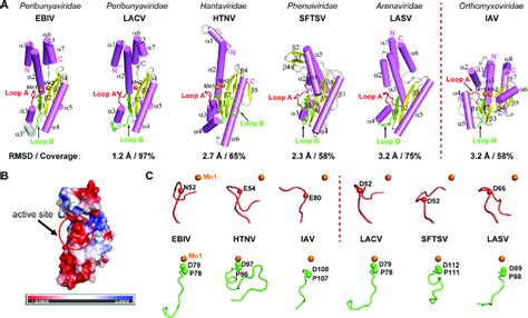 Crystal structure of EBIV EN and comparison with other sNSV... | Download Scientific Diagram