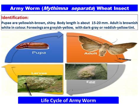 Army Worm (Mythimna separata) Wheat Insect