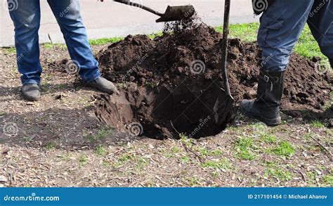 The Man Digging a Hole with a Shovel in the Ground. Tree Planting. a ...