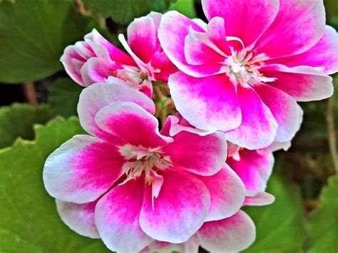 Top 21 Ornamental Plants To Grow in Your Garden | Florgeous