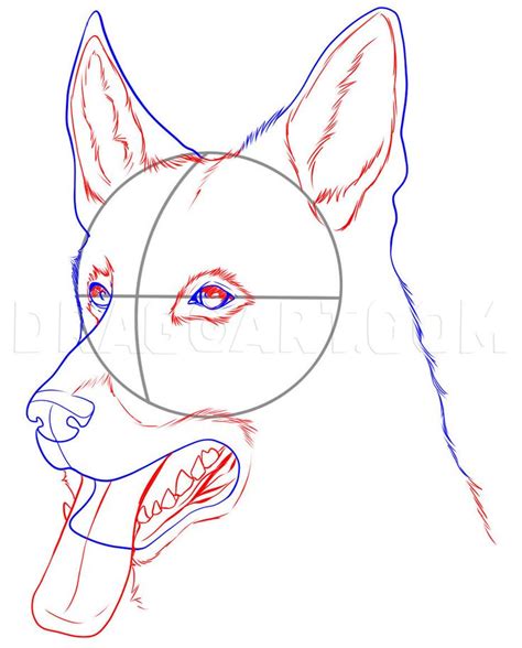 How To Sketch A Dog, Step by Step, Drawing Guide, by Dawn in 2023 ...