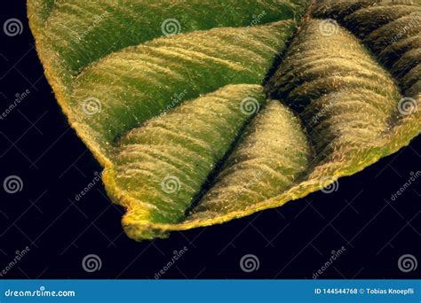 Macro Of Tiny House Dust Mites Barely Visible To The Naked Eye Royalty Free Stock Photo