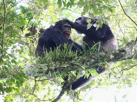 Gorilla Trekking Uganda Pakasa Tours And Safaris