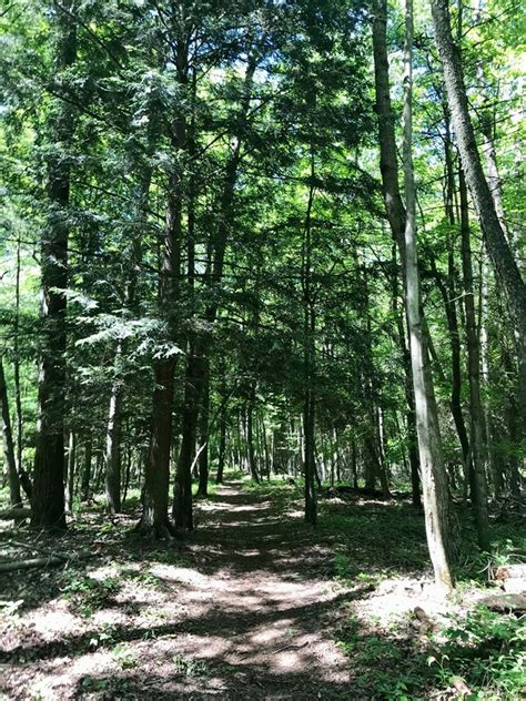 Ripples 6/26/20 | Woodland Dunes Nature Center and Preserve