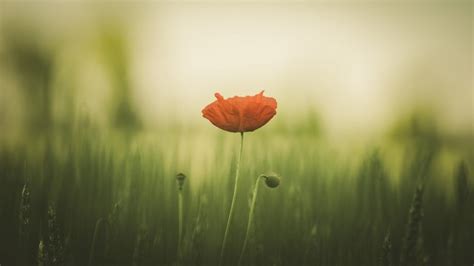 1027864 Sunlight Depth Of Field Sunset Flowers Nature Red Grass