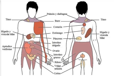 Dermatoma qué es tipos y significado clínico