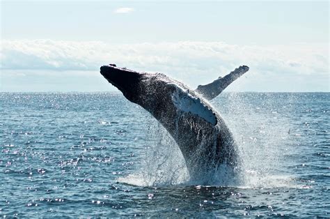 Nado por las Ballenas 2024 Puerto Vallarta promueve conservación de