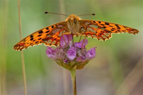 Ergebnis Der Schmetterlings Z Hlaktion In Nrw Gibt Anlass Zur Sorge