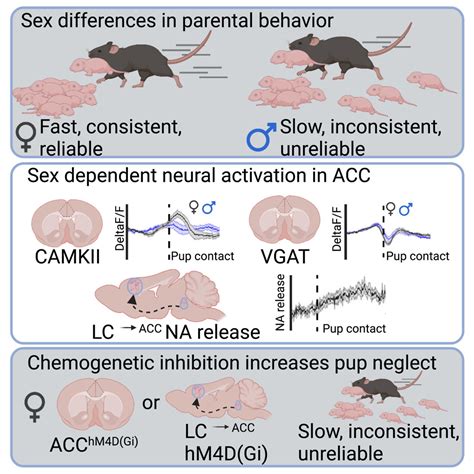 A Circuit From The Locus Coeruleus To The Anterior Cingulate Cortex