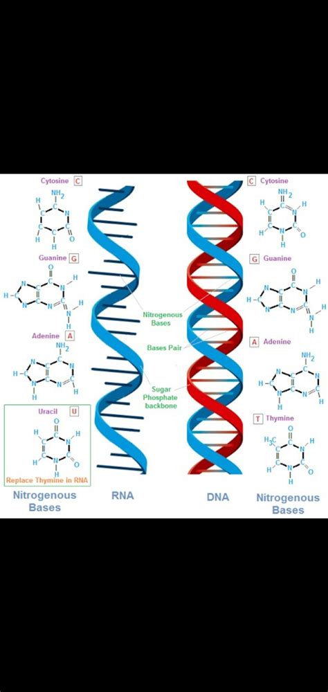 Dna Dan Rna Definisi Struktur Fungsi Dan Perbedaan Mutualist Us