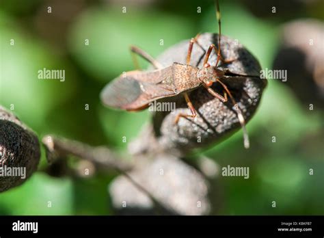 Insect Mouthparts High Resolution Stock Photography and Images - Alamy