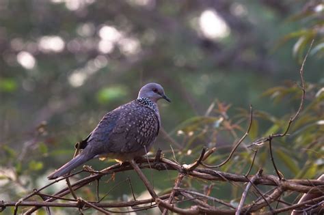 La tórtola oriental o tórtola rufa es un miembro de la familia de aves