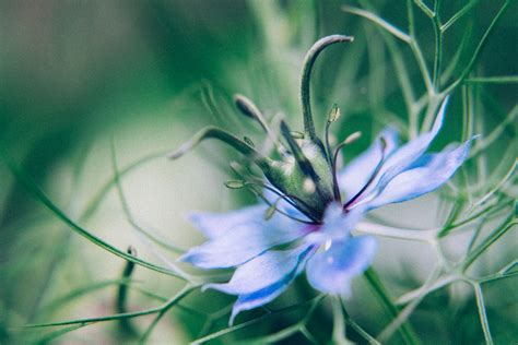 How to Shoot Abstract Flower Photography using Close-Up Filters