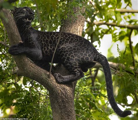 Rare Black Leopard Named Bagheera After The Jungle Book Character Is