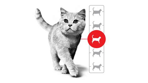 Cat Healthy Shape - Royal Canin | Royal Canin US