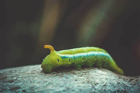 Green Caterpillar · Free Stock Photo