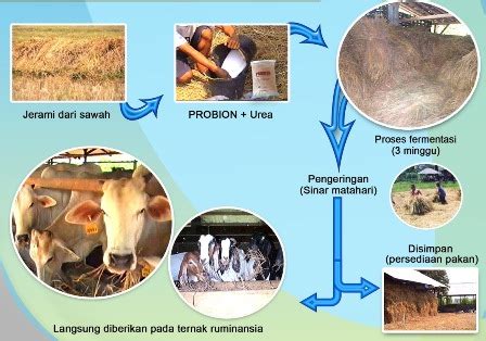 Pakan Ternak Dari Fermentasi Jerami Padi Dengan Mikroorganisme Lokal