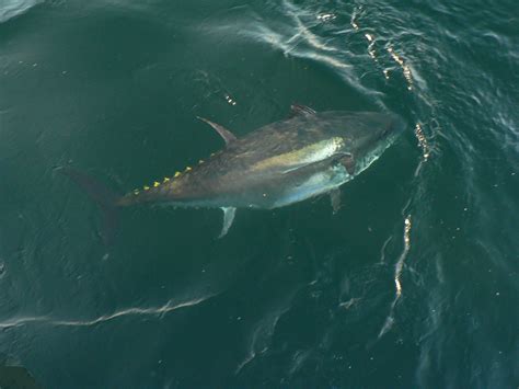 Tuna Fishing Day Three Oct 7 2014 142 | MacInnis Bluefin Tuna Charters