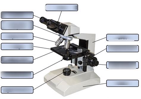 Microscope Parts Diagram Quizlet