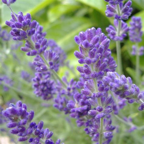 Phenomenal® Lavender Lavadin Lavandula × Intermedia Niko Pp24193 Servescape