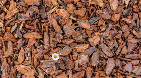 Mulch Vs Wood Chips The Differences You Must Know Simplify Gardening