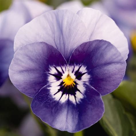 Viola Cornuta Admire Marina Muller Seeds