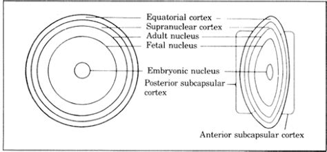 The Crystalline Lens and Cataract | Ento Key