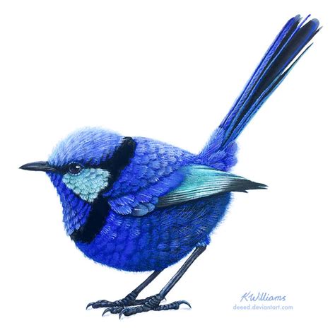 Splendid Fairy Wren by deeed on DeviantArt