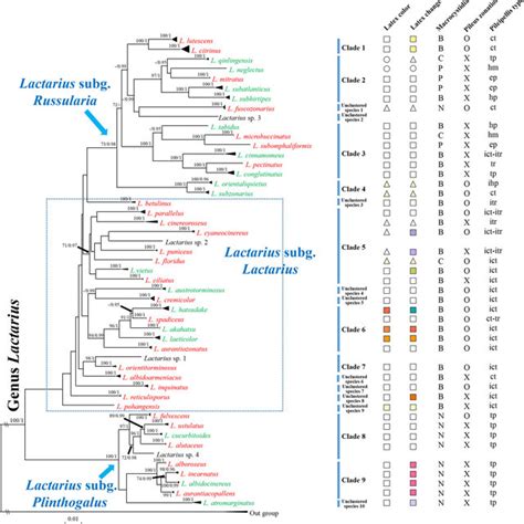 Phylogram Generated From Maximum Likelihood Raxml Analysis Based On