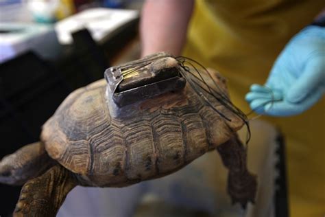 Desert Tortoises at Desert Tortoise Conservation Center | Las Vegas ...