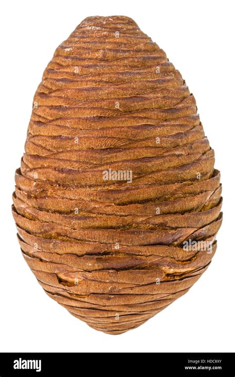 Big Of Spruce Pinecone Isolated On A White Background Stock Photo Alamy