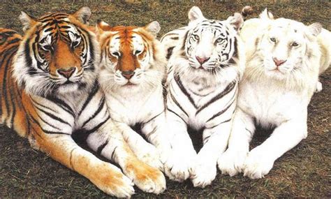 15 Animais raros que nasceram com cores inesperadas – Parte II Tigre ...