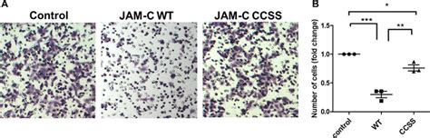 S Palmitoylation Of Junctional Adhesion Molecule C Regulates Its Tight